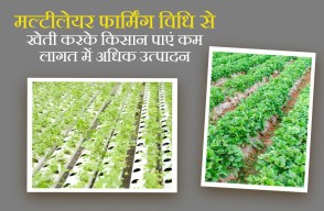 Multi Layer Farming in Hindi: मल्टीलेयर फार्मिंग विधि से खेती करके किसान पाएं कम लागत में अधिक उत्पादन, जानिए कैसे करे खेती